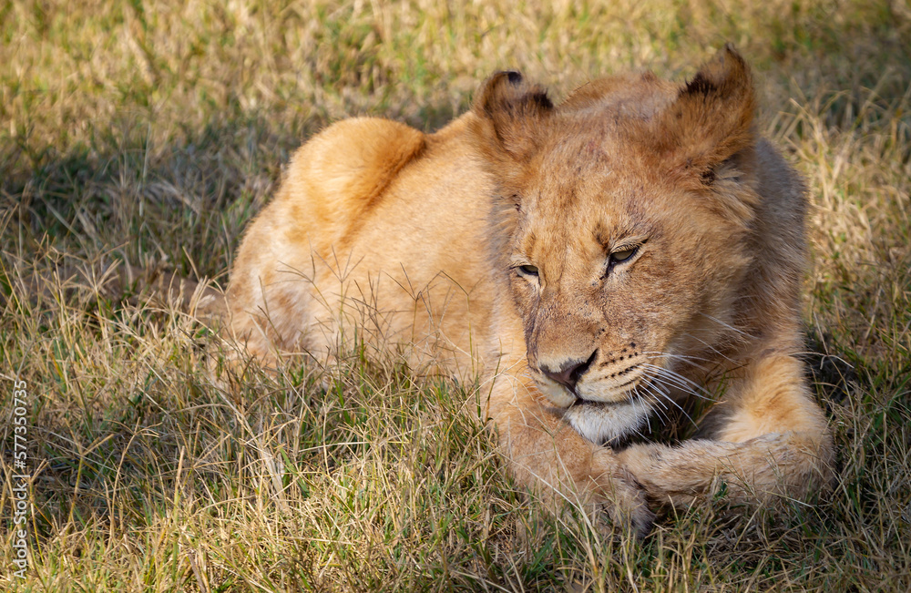 Safari South Africa