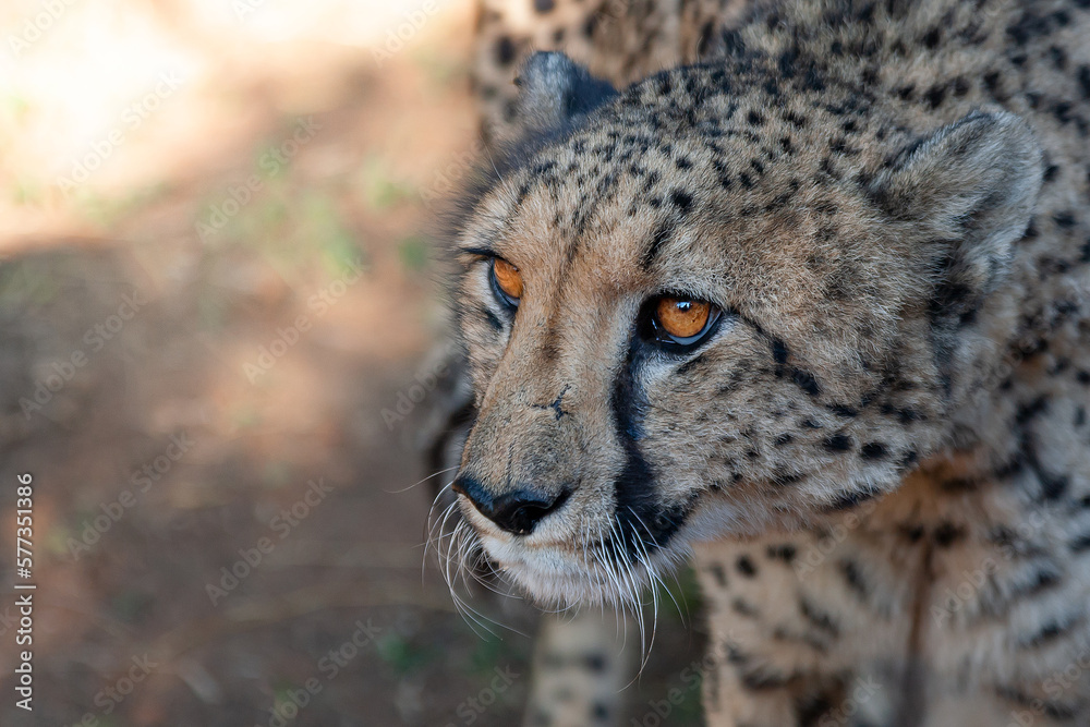 Fototapeta premium Safari South Africa