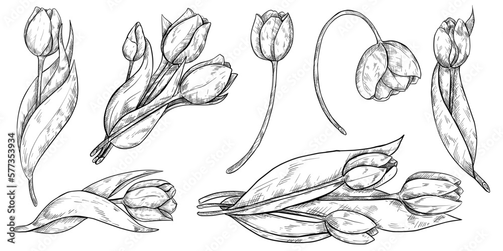 Hand drawing tulips. Mother's day. Botanical line drawing Hand drawing tulips. Mother's day. Botanical line drawing