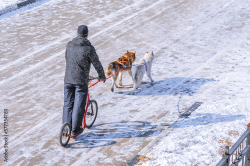 Принти на полотні Two dogs and their driver participate in the popular mountain scooter canicross in the snow