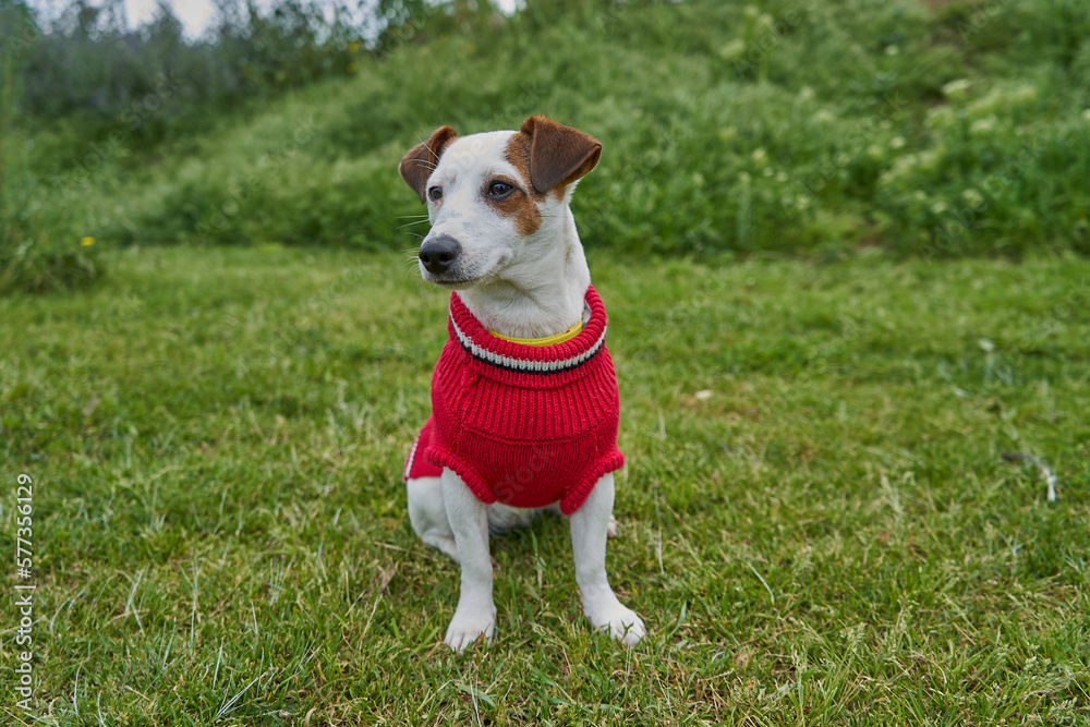 Jack Russell Terrier