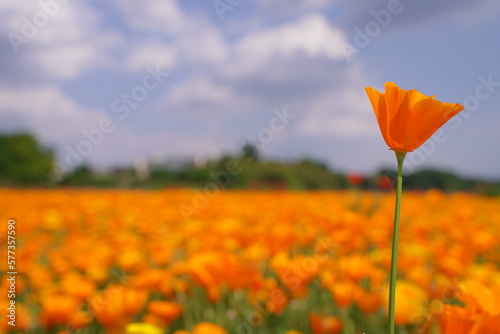 カリフォルニアポピー、カリフォルニア、ポピー、オレンジ、だいだい、オレンジ色、花、花畑、沢山、一面、可愛い、春、鴻巣、ポピー畑、植物、自然、お花、空、野外、青空、広い、美しい、綺麗、可憐、こうのす、埼玉、日本、5月、初夏、クローズアップ、風景、景色、背景、カラフル、カラー、色とりどり、緑、葉、