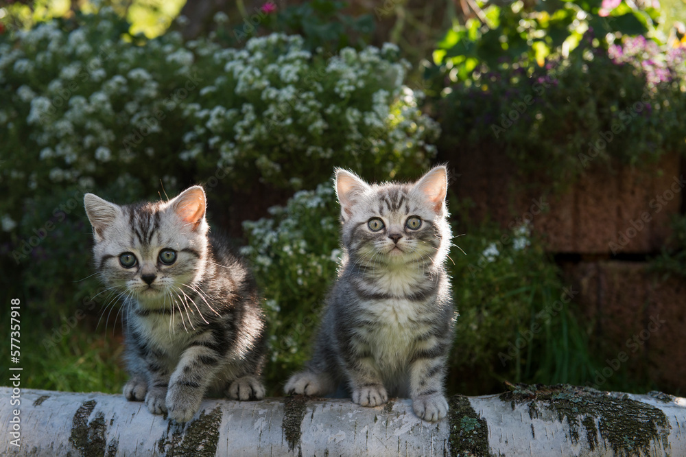 Zwei Silber tabby Britisch Kurzhaar Kätzchen im sonnigen Garten Zwei Silber tabby Britisch Kurzhaar Kätzchen im sonnigen Garten
