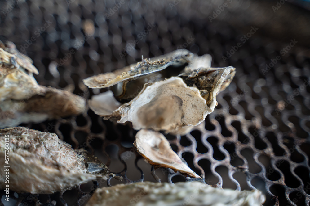 Grilled fresh oyster in Taiwan, famous street food. Grilled fresh oyster in Taiwan, famous street food.