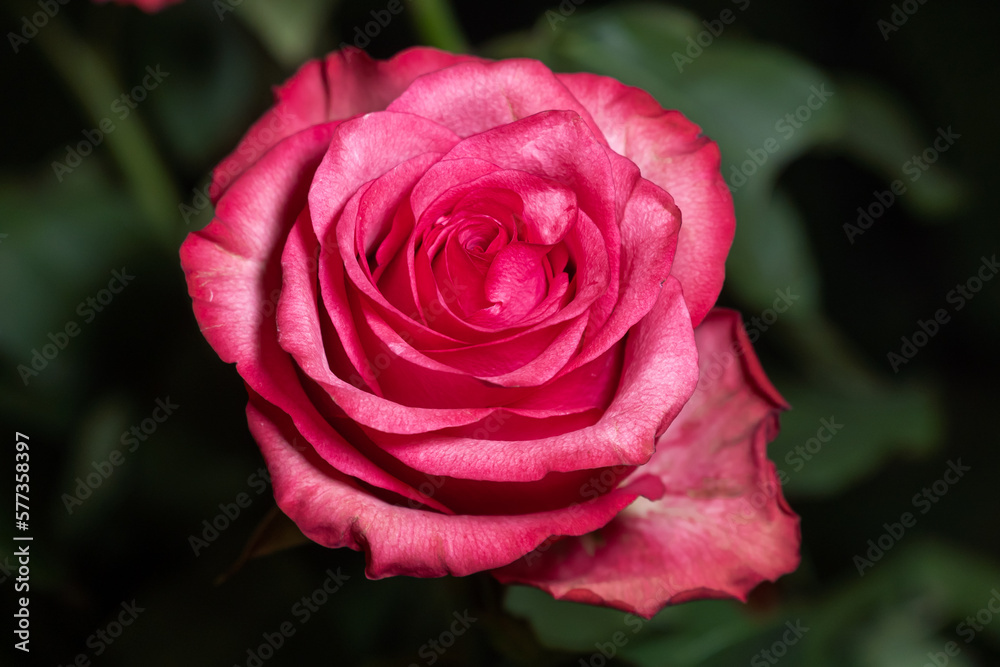 Blooming rose flowers with bright red-orange petals. Blooming rose flowers with bright red-orange petals.