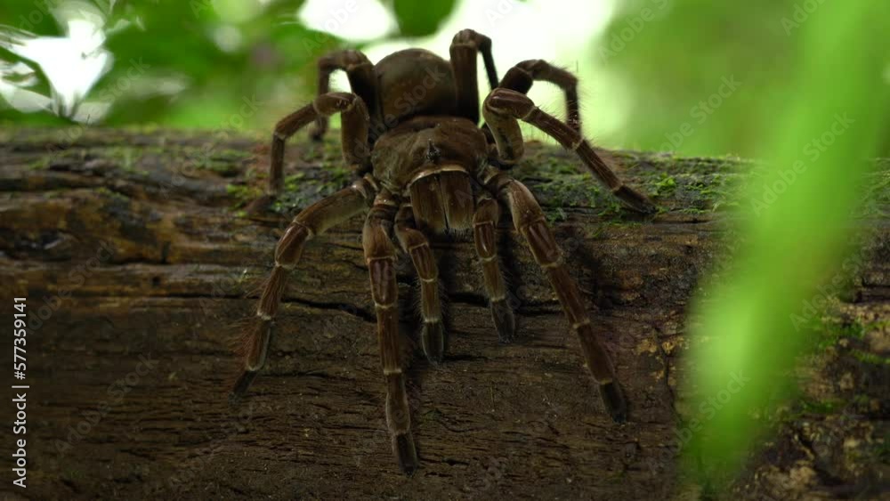 Full display of the Iconic Goliath Bird Eating Tarantula | Rare species