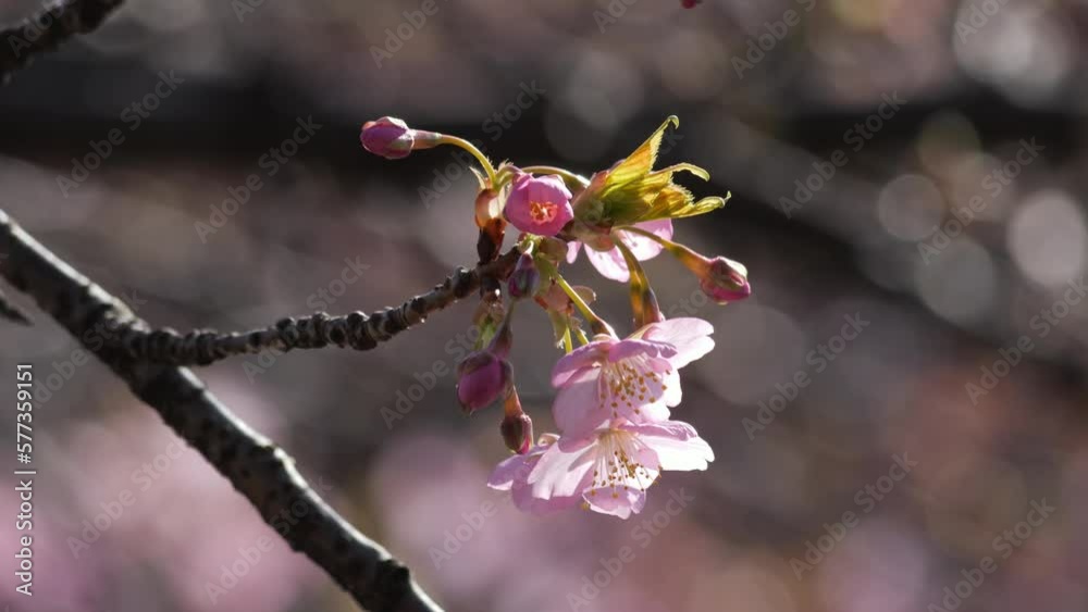 Pink cherry blossoms swaying in the wind on a sunny day Pink cherry blossoms swaying in the wind on a sunny day