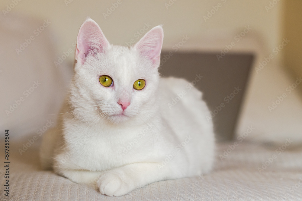 custom made wallpaper toronto digitalcute young white cat is lying on the couch. horizontal, blurred background