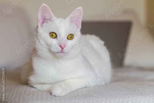 Wallpaper Mural cute young white cat is lying on the couch. horizontal, blurred background Torontodigital.ca