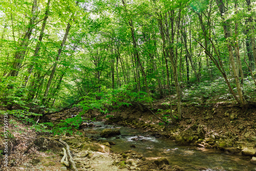 fast river in the forest among large green trees