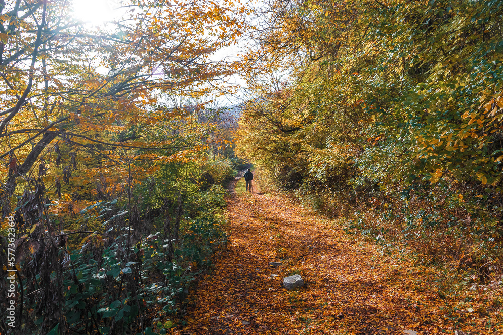 Fototapeta premium Autumn landscape with tall trees and warm light illuminating. Take a walk through the amazing autumn forest with bright yellow foliage. A tourist with a backpack alone in the autumn forest.