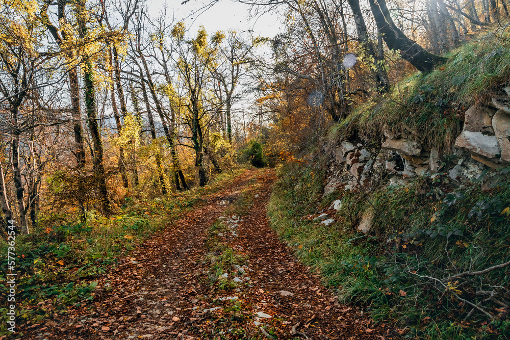 An abandoned dirt road in the autumn forest. Autumn forest with tall trees and light illuminating the golden foliage. Trees in the autumn forest on a bright sunny day. An abandoned dirt road in the autumn forest. Autumn forest with tall trees and light illuminating the golden foliage. Trees in the autumn forest on a bright sunny day.