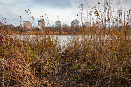 Beautiful view of the lake or river with reed grass. Dry reeds on the shore of the pond. An urban landscape with a lake overgrown with reeds near the shore and a clear sky.