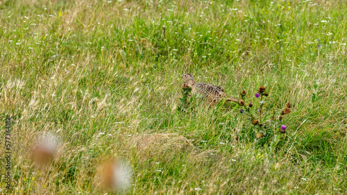 Wild Pheasant in the grassland of the Danube Delta