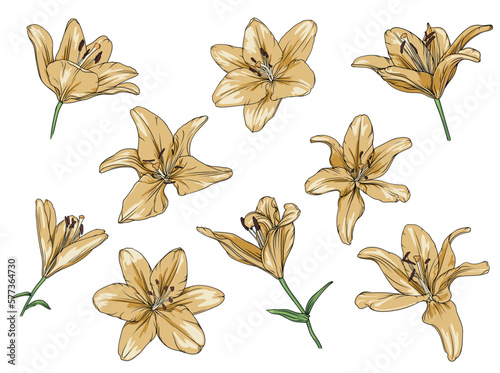 vector set of drawn yellow lilies on a transparent background. lily flower botanical illustration