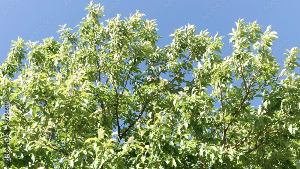 Canopy of the green tree against the blue sky. Canopy of the green tree against the blue sky.