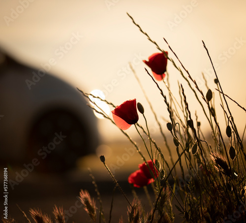 Poppies on the road during sunset photo