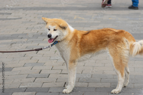 Side view portrait of brown and white Akita inu dog on a leash on a central street of Dnirpo city,  Ukraine