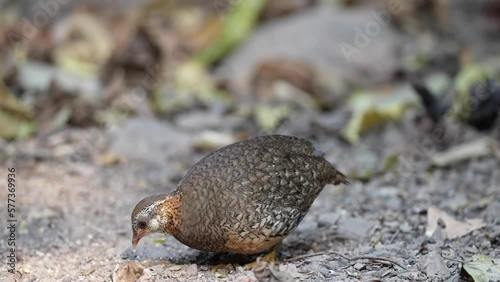 Green-legged partridge, Scaly-breasted partridge, Green-legged hill-partridge living on the ground in nature photo