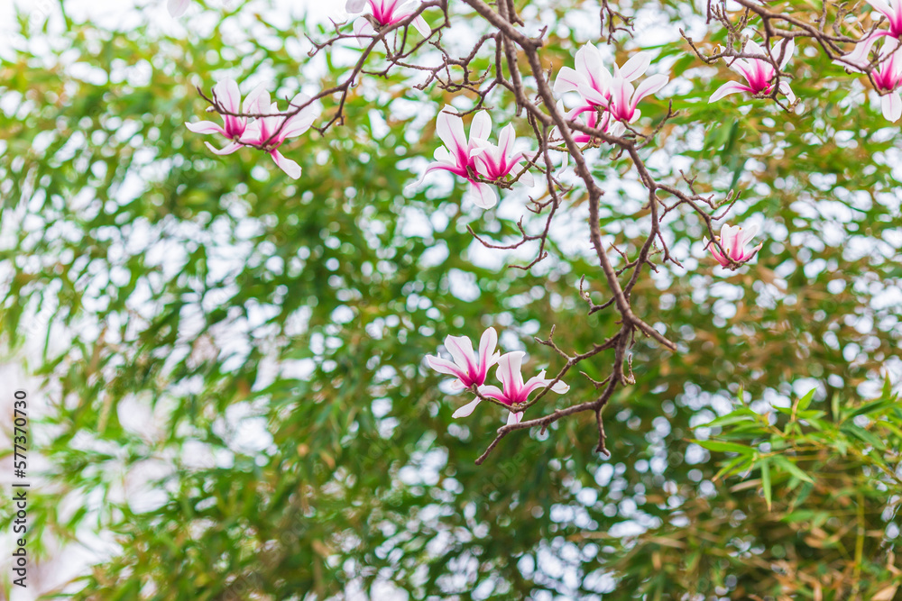 Sunny spring, branches in full bloom magnolia Sunny spring, branches in full bloom magnolia