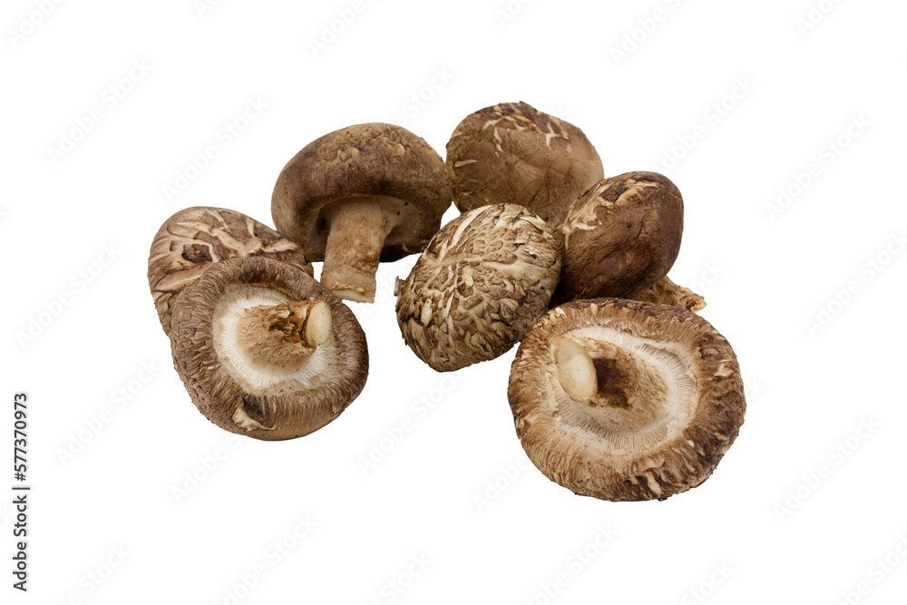 Macro closeup of fresh shitake mushrooms group isolated on transparent background png Macro closeup of fresh shitake mushrooms group isolated on transparent background png