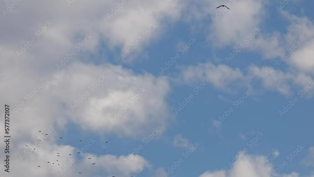 A flock of wild black birds rooks (ravens) fly in the sky among the clouds A flock of wild black birds rooks (ravens) fly in the sky among the clouds