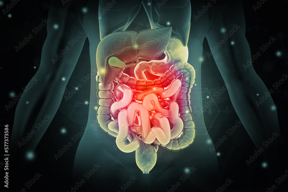 Anatomy of human body with digestive system. 3d illustration Stock ... Biology Diagrams
