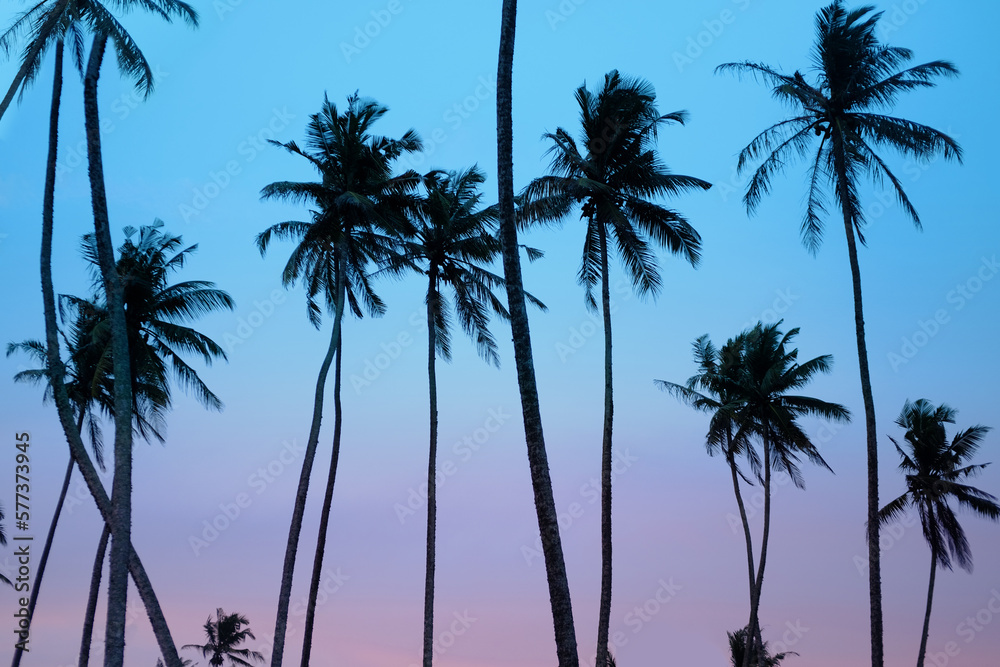 beautiful tropical sunset with black silhouettes of tall palm trees, background, deciduous palm tree, concept jungle trip, paradise island, travel to tropics, image for designer