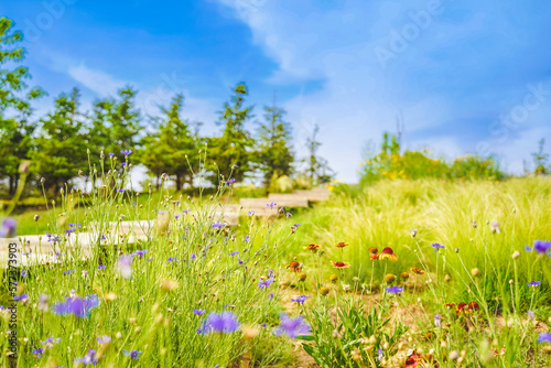A meadow full of flowers on a sunny summer day