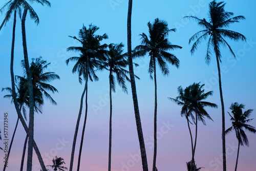 beautiful tropical sunset with black silhouettes of tall palm trees  background  deciduous palm tree  concept jungle trip  paradise island  travel to tropics  image for designer