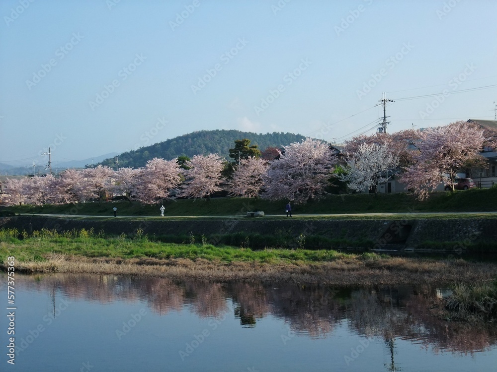 桜が満開の鴨川河川敷