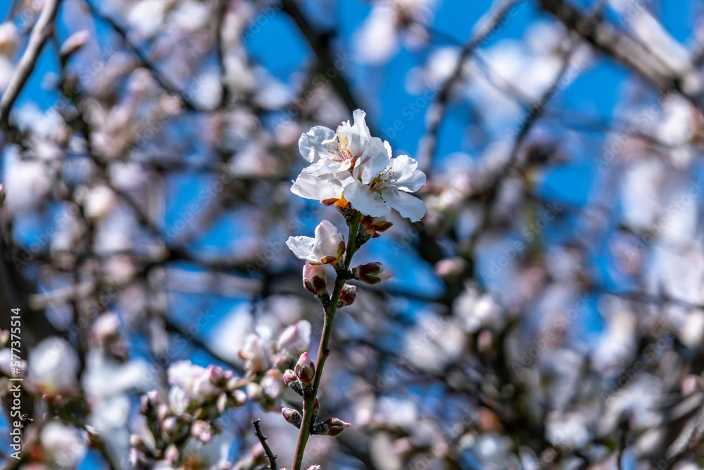 Almond tree flowers close-up against a blue sky. Israel Almond tree flowers close-up against a blue sky. Israel