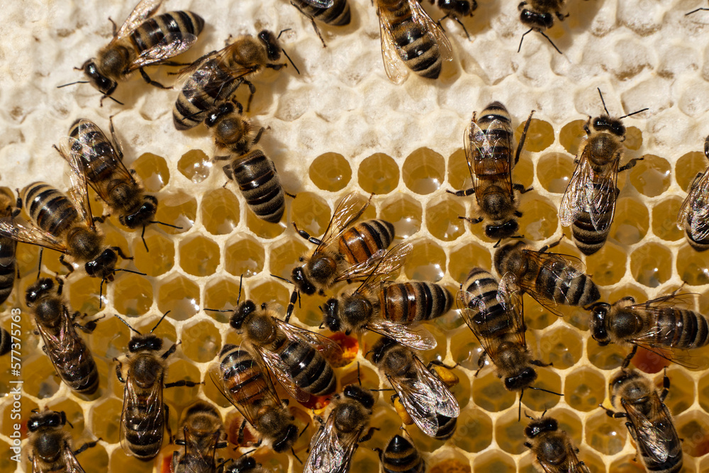 Process of converting nectar into honey is being carried out. Honey bees are covered in honeycombs.
Process of converting nectar into honey is being carried out. Honey bees are covered in honeycombs.
