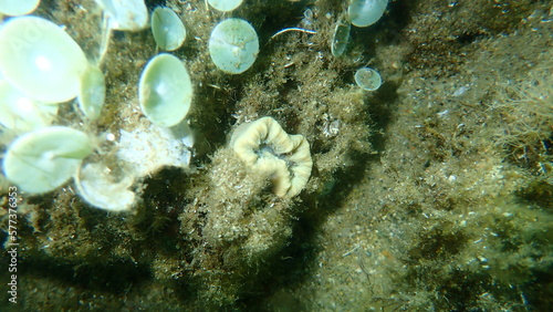 Scarlet coral or pig-tooth coral, european star coral (Balanophyllia (Balanophyllia) europaea) undersea, Aegean Sea, Greece, Halkidiki © Alexey