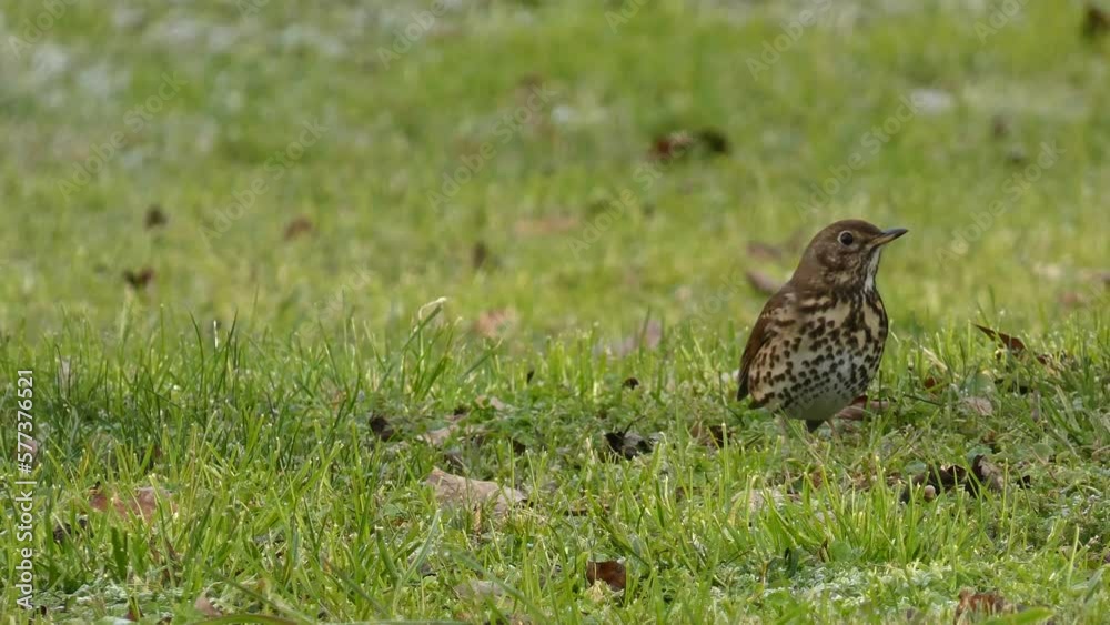 Song thrush or Turdus philomelos perched on ground with green ecological garden background. Song thrush or Turdus philomelos perched on ground with green ecological garden background.