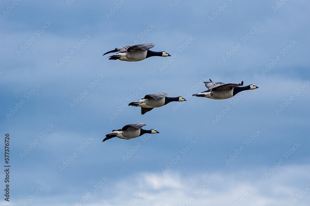 Fototapeta premium Barnacle Geese (Branta leucopsis) in Barents Sea coastal area, Russia