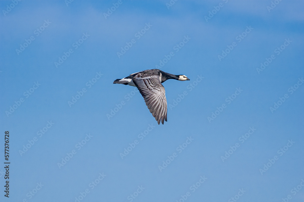 Obraz premium Barnacle Goose (Branta leucopsis) in Barents Sea coastal area, Russia