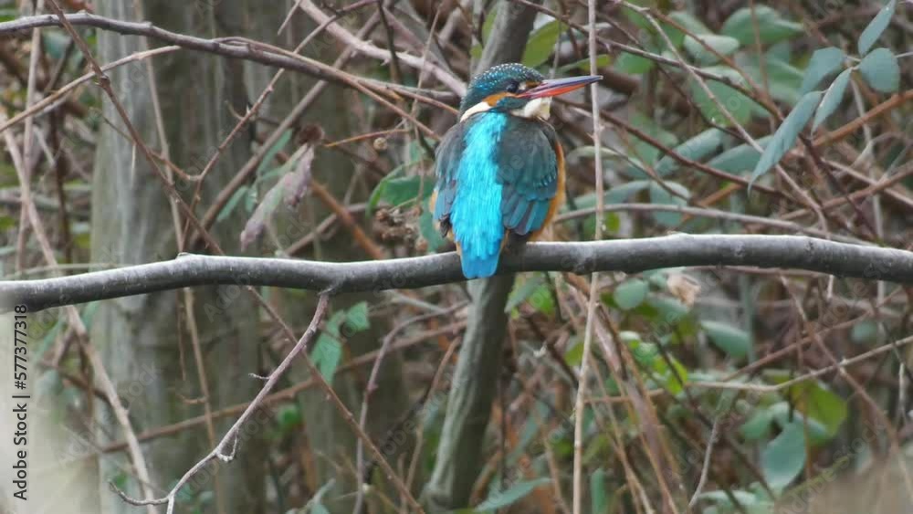 Common kingfisher waiting to catch a fish, alcedo atthis, perched on a tree branch. Common kingfisher waiting to catch a fish, alcedo atthis, perched on a tree branch.