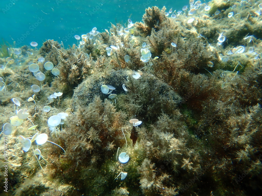 Fototapeta premium White spot cucumber, Holothuria (Roweothuria) poli, undersea, Aegean Sea, Greece, Halkidiki