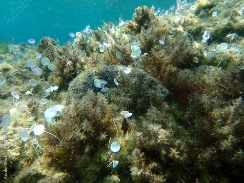 White spot cucumber, Holothuria (Roweothuria) poli, undersea, Aegean Sea, Greece, Halkidiki photo