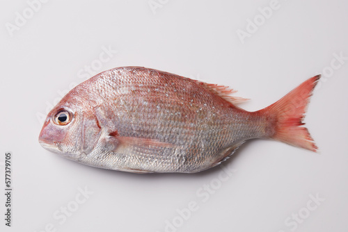 흰색배경 1마리의 참돔 물고기 전체모습