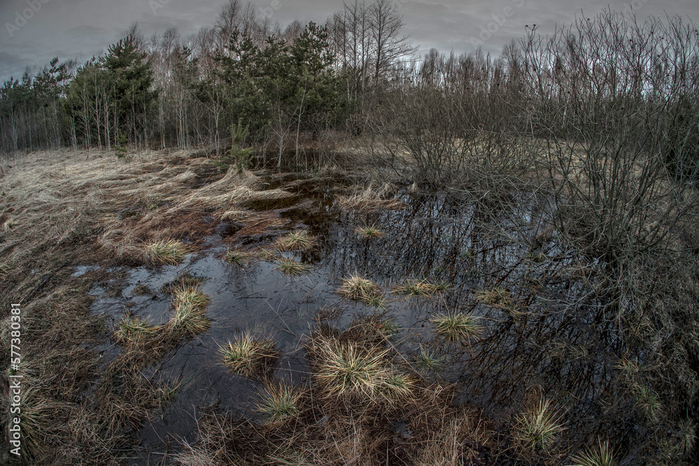 Swamp in the spring forest. Trees in the water after the snow melts. Swamp in the spring forest. Trees in the water after the snow melts.