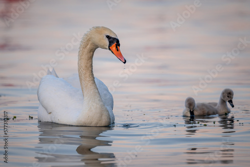 family of swans. Mute swan parent with baby cygnets swimming together. Cygnus olor.