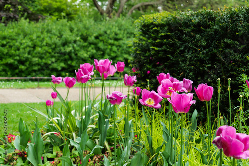 London - 05 07 2022  Close up of purple tulips in Regent s Park