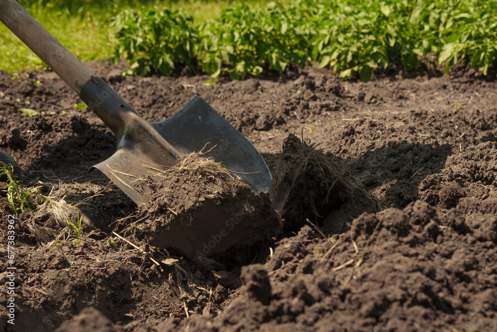Garden shovel in ground loosen soil preparation. Farming garden work
