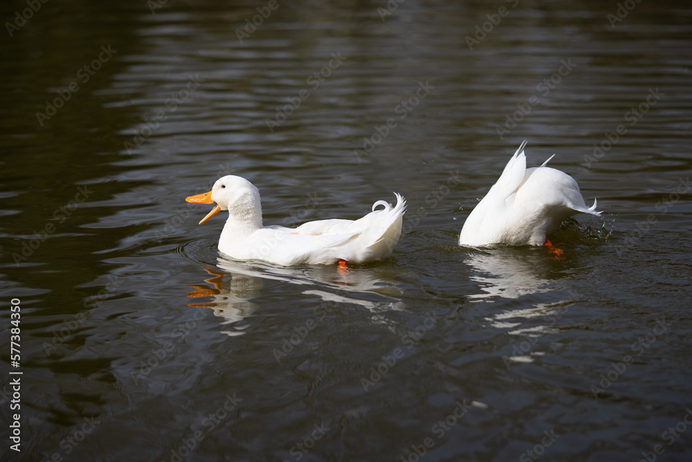 Cute white ducks are having fun on the lake, cute ducks, white ducks