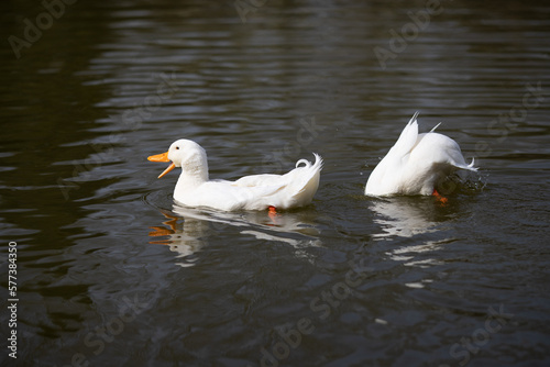 Cute white ducks are having fun on the lake, cute ducks, white ducks