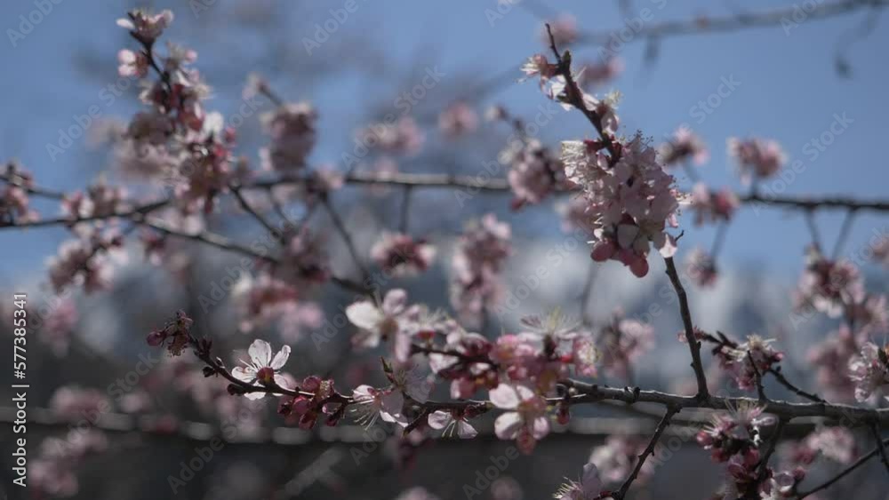 Branches of blossoming wild apricot against the blue sky. Spring mood Branches of blossoming wild apricot against the blue sky. Spring mood