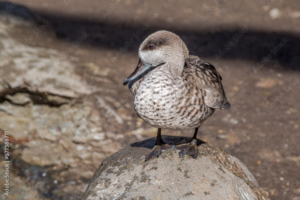 Marbled Duck (Marmaronetta angustirostris) in pond Marbled Duck (Marmaronetta angustirostris) in pond