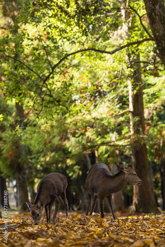 日本 奈良県奈良市の奈良公園にいる野生の鹿